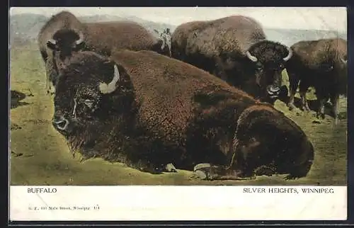 AK Silver Heights, Winnipeg, Buffalo herd