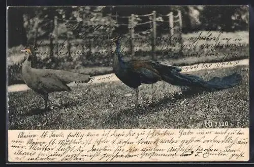 AK Pfauenhahn und Henne auf einer Wiese