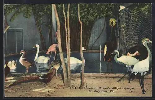 AK St. Augustine, FL, Rare Birds at Casper`s Alligator Jungle