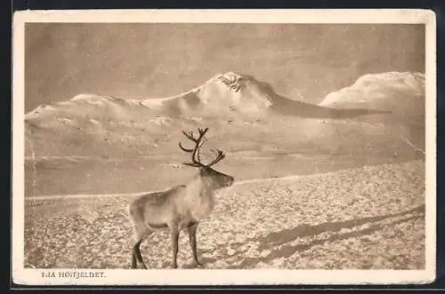 AK Rentier vor einer vereisten Landschaft