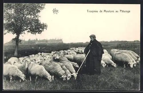 AK Troupeau de Moutons au Paturage