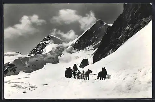 AK Bergsteiger mit einem Polarhundegespann am Jungfraujoch