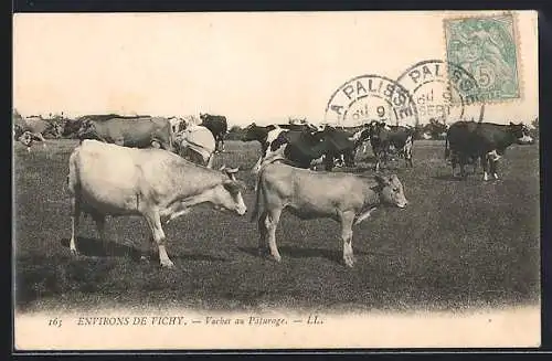 AK Vichy, Vaches au Paturage