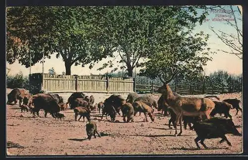 AK Moritzburg / Sachsen, Fütterung der Wildschweine