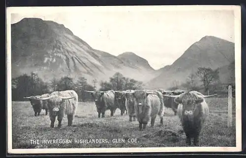 AK Hochlandrinder auf der Weide