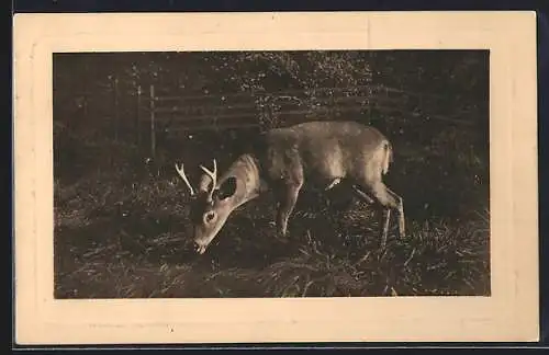 AK Halle a. S., Virginischer Hirsch im Zoolog. Garten