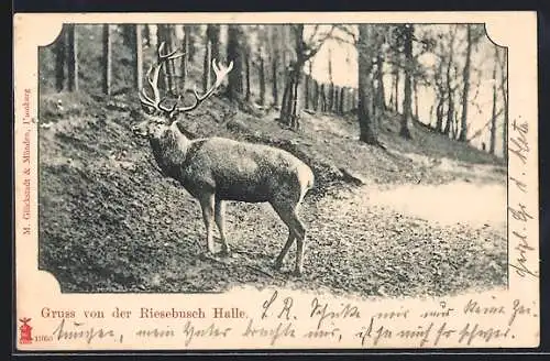 AK Rothirsch auf der Riesebusch Halle