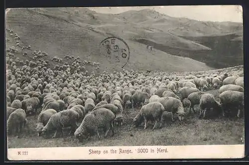 AK Sheep on the Range