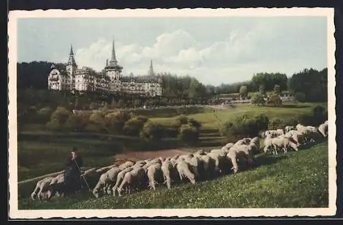 AK Zürich, Dolder Grand Hotel mit Golf Links, Schäfer und Schafherde