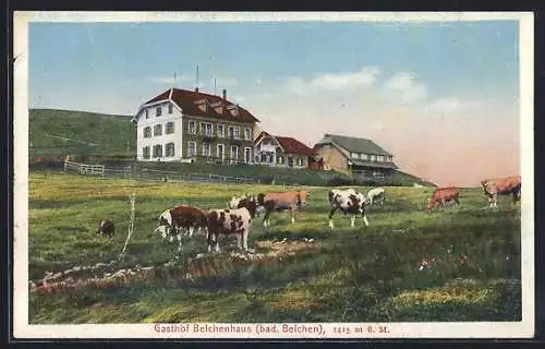 AK Belchen, Gasthof Belchenhaus, Kühe