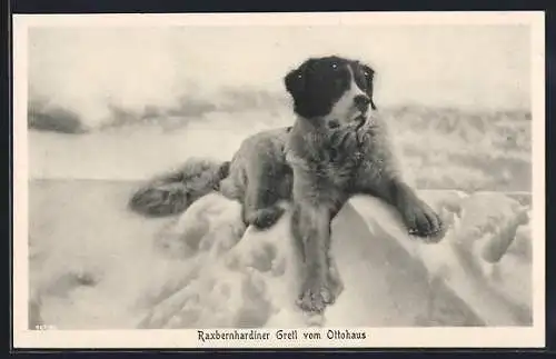 AK Raxbernhardiner Gretl vom Otto-Schutzhaus