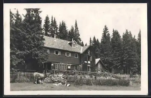 AK Unterberg-Schutzhaus, Weide mit Rind vor der Berghütte