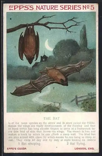 AK Epps`s Nature Series No 5, The Bat, Fledermaus schlafend und fliegend