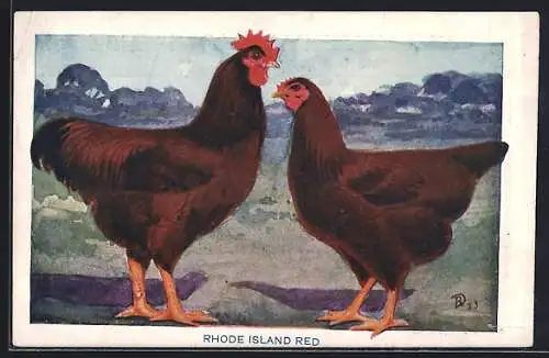 AK Rhode Island Red Chickens