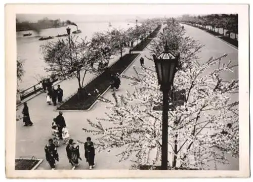 Fotografie Schostal, Ansicht Tokio - Tokyo / japan, Sumida-Park, blühende Mandelbäume im Frühling 1940