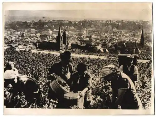 Fotografie Atlantic, Ansicht Neustadt / Weinstrasse, Weinlese / Weinernte mit Stadt-Panorama 1938