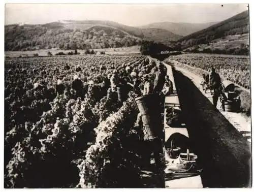 Fotografie Atlantic, Ansicht Deidesheim / Weinstrasse, Beginn der Weinlese / Weinernte Ende September 1938