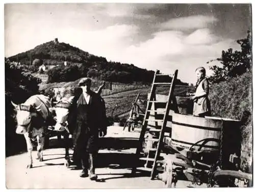 Fotografie Atlantic, Ansicht Leinsweiler, Beginn der Weinlese / Weinernte vor der Burgruine Neukastel 1938