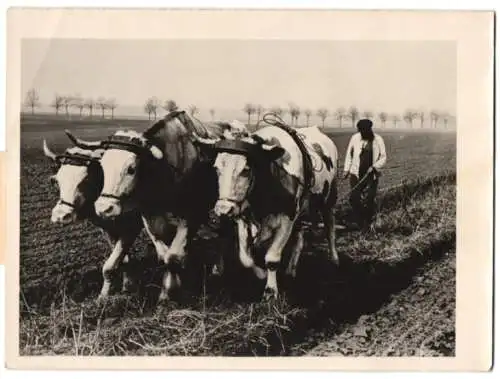 Fotografie Limberg, Deutscher Bauer pflügt Acker mit einem Ochsengespann 1941