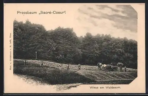 AK Pressbaum, Wiese am Waldsaum nahe des Sacré-Coeur