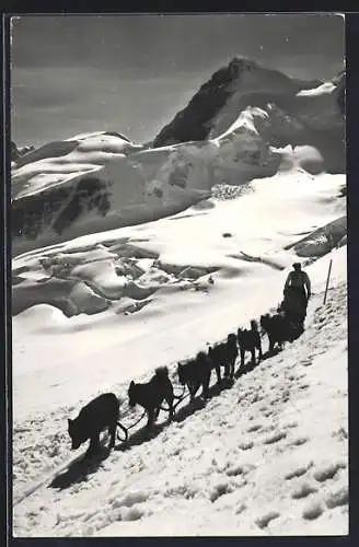 AK Jungfraujoch, Rottalhorn und Polarhunde