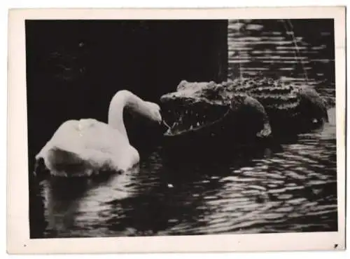 Fotografie Schwan attackiert eine Krokodil-Atrappe 1940