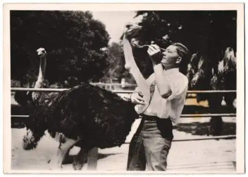 Fotografie Vogel Strauss bekommt Rizinusöl nachdem er einen Tennisball verschluckt hat 1939