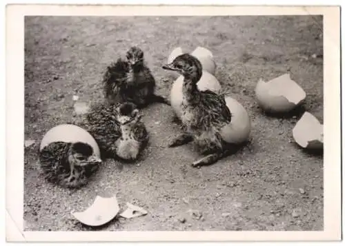 Fotografie Straussenküken kurz nach dem Schlüpfen in einen Tierpark 1940