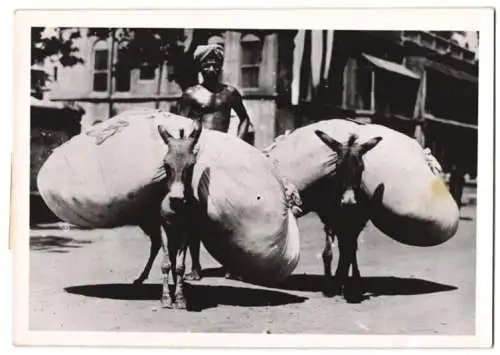 Fotografie Indien, Wäschemann transportiert Schmutzwäsche in riesigen Säcken mit Eseln 1939