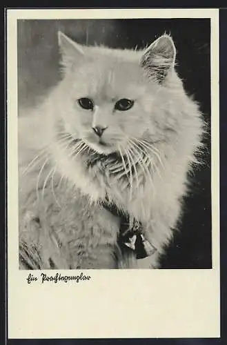 AK Weisse Katze mit Glocken am Halsband