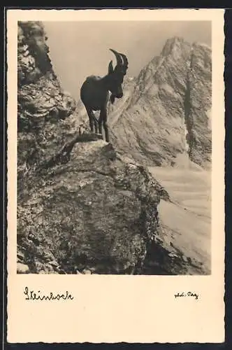 AK Steinbock an einer Klippe in den Alpen