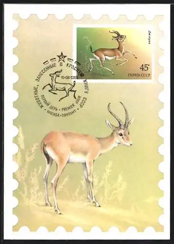 Maximum-AK Eine kleine Antilope mit zwei Hörnern