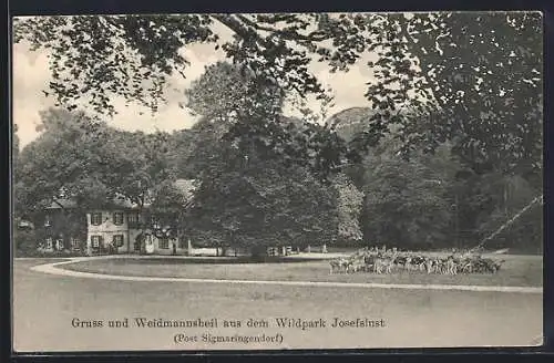 AK Sigmaringendorf, Wildpark Josefslust mit Hirschen