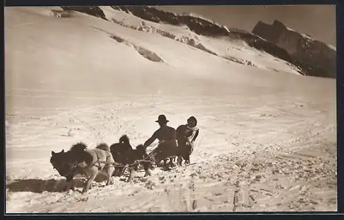 AK Jungfraujoch, Polarhunde auf dem Aletschgletscher