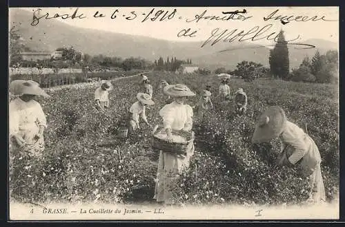 AK Sur la Cote d`Azur, La Cueillette du Jasmin, Frauen pflücken Blumen