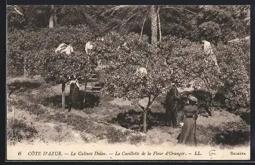 AK La Culture Dalou, la cueillette de la Fleur d`Oranger