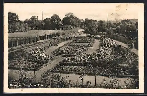 AK Meerane, Rosarium mit Pergola