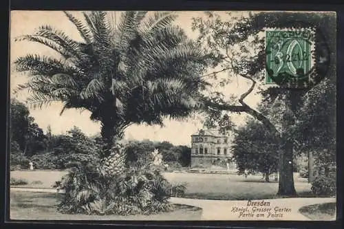 AK Dresden, Palmengruppe am Palais im Kgl. Grossen Garten