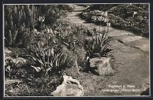 AK Frankfurt-Westend, Palmengarten, Im Alpengarten