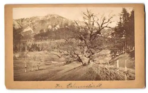 Fotografie unbekannter Fotograf, Ansicht Schneedörfl, Blick nach den Bergen mit altem Baum