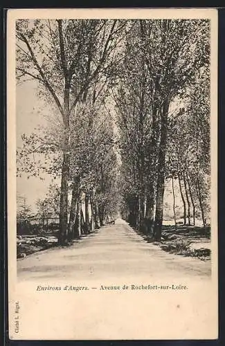 AK Rochefort-sur-Loire, Avenue bordée d`arbres majestueux