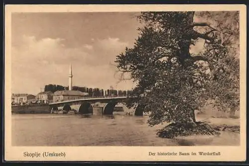 AK Skoplje, Der historische Baum im Wardarfluss