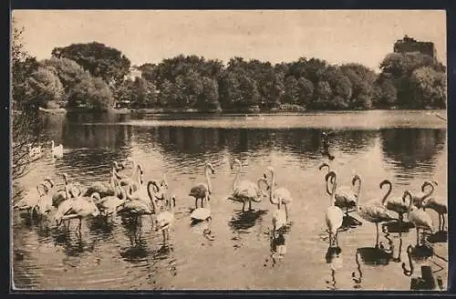 AK Moscou, L`étang du parc zoologique