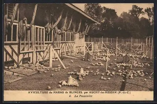 AK Auchy-les-Hesdin, A Viculture du Haras de Blingel, La Poussinière