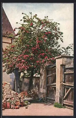 Künstler-AK Theo Stroefer Serie Nr. 1344: Blühender Baum im Hof