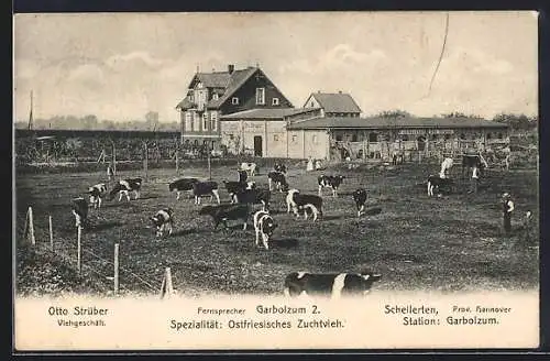 AK Schellerten /Hannover, Viehgeschäft Otto Strüber, Kühe auf der Weide