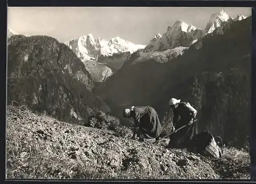 AK Soglio, Kartoffelernte mit Blick in die Scioragruppe