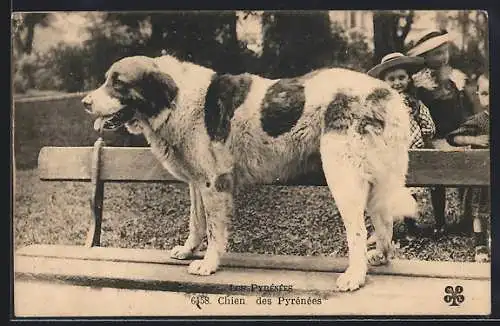 AK Chien des Pyrénées, Pyrenäenberghund steht auf einer Bank