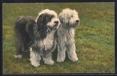 AK English Sheepdogs, Bergers anglais, Englische Schäferhunde