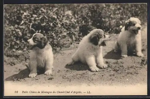 AK Petits Chiens de Montagne du Chenil-Club d`Argelés